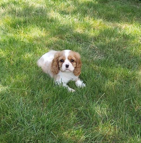 Heel lief sociaal cavalier king charles pups reutje van gete, Dieren en Toebehoren, Honden | Retrievers, Spaniëls en Waterhonden