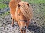 Jaarling, Gechipt, Hengst, 0 tot 2 jaar, A pony (tot 1.17m)