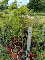 Albizia Slaapboom Rouge de Tuilière, Ophalen