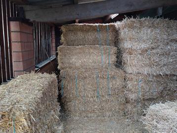 Tarwe Stro ik kleine balen 24 kg, Dieren en Toebehoren, Ophalen