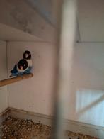 Agapornis personata kweekkoppel, Dieren en Toebehoren, Meerdere dieren, Dwergpapegaai of Agapornis, Geringd