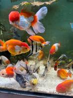 SHOW ORANDA EN RANCHU SLUIERSTAARTEN EN MAANVISSEN, Dieren en Toebehoren