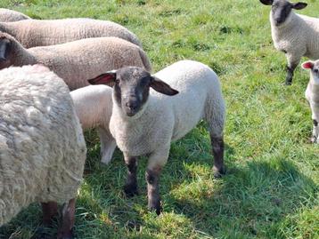  ram kruising suffolk  beschikbaar voor biedingen
