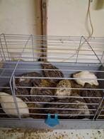 Japanse kwartels, Geslacht onbekend, Overige soorten