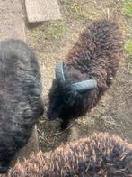 Quessant schapen van april 2025 te koop, 2 rammen en 1 ooi., Dieren en Toebehoren, Meerdere dieren, Schaap, 0 tot 2 jaar