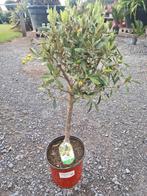 Olijfboom Olea Europaea, Tuin en Terras, Planten | Bomen, Ophalen, Olijfboom