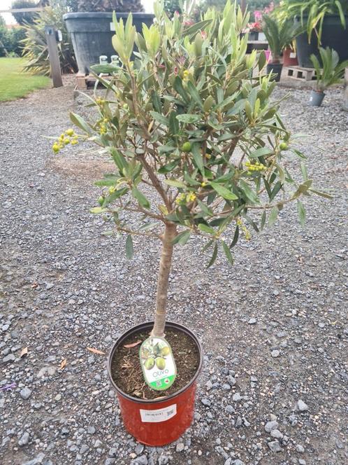 Olijfboom Olea Europaea, Tuin en Terras, Planten | Bomen, Olijfboom, Ophalen