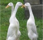 Koppel indische witte loopeenden