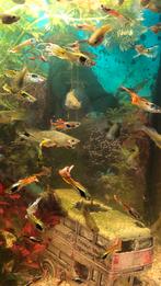 Gele en oranje guppies, Dieren en Toebehoren, Vissen | Aquariumvissen