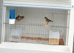 Cuba vink