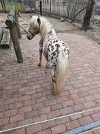 Appaloosa hengst, Dieren en Toebehoren, Pony's, Hengst