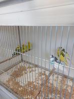 Vogels, Dieren en Toebehoren, Meerdere dieren, Parkiet