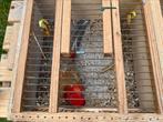Pennant rosella pastel, Dieren en Toebehoren, Meerdere dieren, Parkiet, Geringd