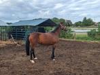 Paard merie, Dieren en Toebehoren
