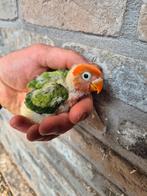 Fischeri dwergpapegaai voor handopfok, Dieren en Toebehoren, Vogels | Parkieten en Papegaaien, Meerdere dieren, Dwergpapegaai of Agapornis