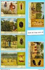 4 series van 6 Liebig chromo's (Congo-insecten, beekjes...), Verzamelen, Overige Verzamelen, Zo goed als nieuw, Verzenden