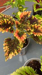 Siernetel Coleus, Tuin en Terras, Ophalen of Verzenden