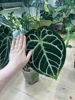 Anthurium Crystallinum X Silver Blush, Huis en Inrichting, Kamerplanten, Ophalen