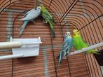 Grasparkieten, Dieren en Toebehoren, Vogels | Parkieten en Papegaaien, Geslacht onbekend, Parkiet