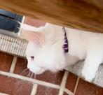 Twee laatste witte Maine Coon poesen met stamboom ️, Dieren en Toebehoren, Katten en Kittens | Raskatten | Langhaar, Kater, Gechipt