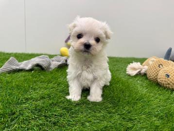 Portée de chiots Bichon Maltais MINI, Bichon maltais, Plusieurs, Parvovirose, Belgique