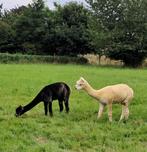 2 Alpaca’s, Dieren en Toebehoren