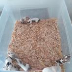Muizen, Dieren en Toebehoren, Januari