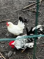 Broedeieren raszuivere chabo, Dieren en Toebehoren, Pluimvee, Kip