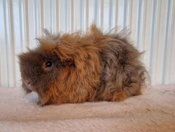 2 cavia zeugjes beschikbaar voor biedingen