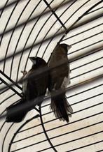 Japanse meeuw, Dieren en Toebehoren, Vogels | Duiven