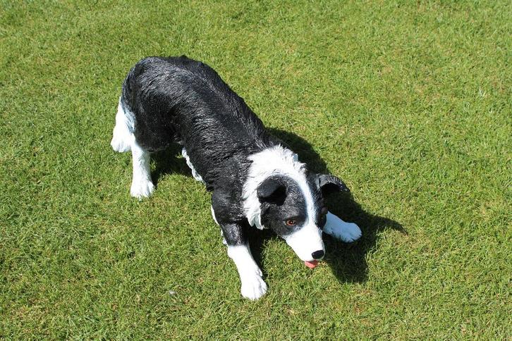 BORDER COLLIE chien taille naturel, Jardin & Terrasse, Statues de jardin, Neuf, Animal, Synthétique, Enlèvement ou Envoi