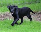 Labrador pup , Zwart, Dieren en Toebehoren, Honden | Retrievers, Spaniëls en Waterhonden, CDV (hondenziekte), 8 tot 15 weken, België