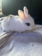 Mooi lief konijntje 2 maandjes oud, Dieren en Toebehoren, Konijnen, Geslacht onbekend, Dwerg, 0 tot 2 jaar