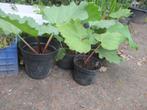Sierrabarber - Rheum palmatum tanguticum, Ophalen, Vaste plant, Overige soorten