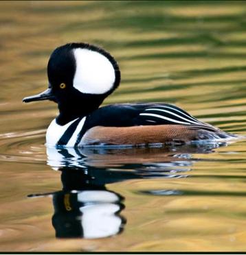 Verschillende soorten siereenden en sierganzen, Plusieurs animaux, Canard