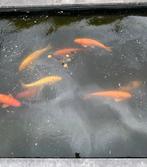 Koi, Dieren en Toebehoren, Karper of Koi