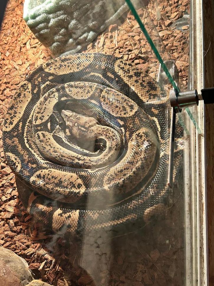 1.0 Boa constrictor Imperator '21, Dieren en Toebehoren, Reptielen en Amfibieën, Slang, 3 tot 6 jaar, Tam