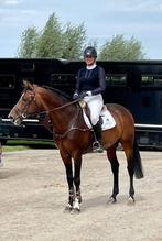 Knap amateur springpaard, Dieren en Toebehoren, Springpaard, Gechipt, Hengst, 170 tot 175 cm