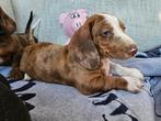 Lieve Teckels pups te koop, Dieren en Toebehoren, Honden | Teckels en Dashonden, België, Fokker | Hobbymatig, 8 tot 15 weken, Korthaar