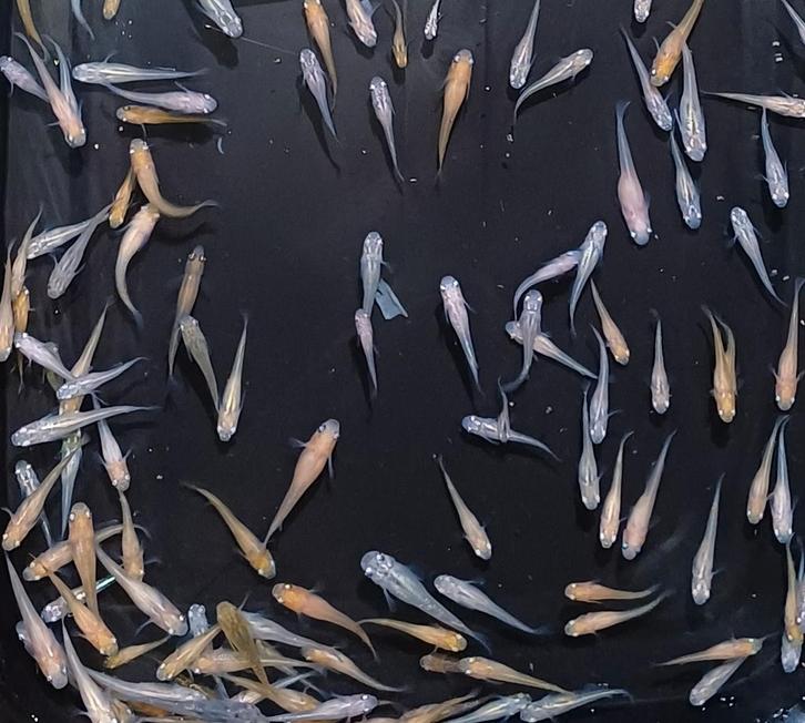 Rijstvisjes. MEDAKA 2025 kleuren mix, Dieren en Toebehoren, Vissen | Aquariumvissen