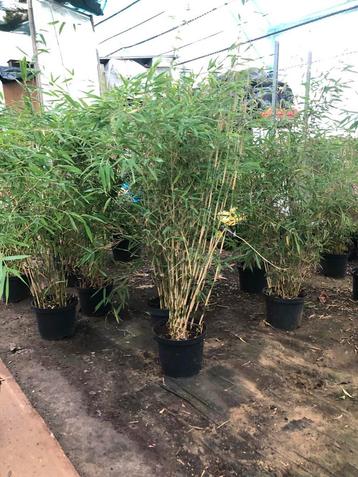 Fargesia rufa vanaf €8 !!!! Lier, Tuin en Terras, Ophalen