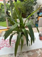 Jeune yucca avec pot en céramique, Ophalen