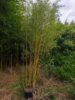 Bamboe PHYLLOSTACHYS aureosulcata Spectabilis: Grote POT, Ophalen