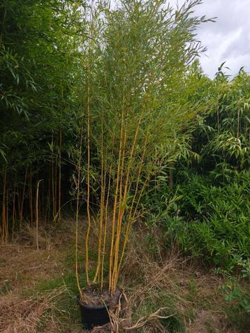 Bamboe PHYLLOSTACHYS aureosulcata Spectabilis: Grote POT beschikbaar voor biedingen