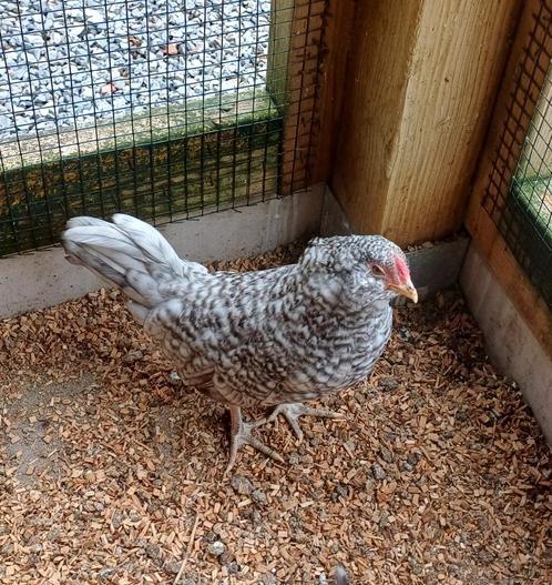 Jonge krielhaantjes gratis, Dieren en Toebehoren, Pluimvee, Kip, Mannelijk