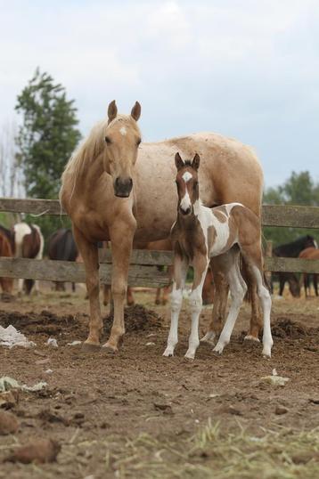 De magnifiques poulains de grande race, 165 à 170 cm, Plusieurs animaux, Vermifugé, 0 à 2 ans