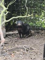 2 (mini)hanbuikvarkens Gratis (2 mannetjes), Dieren en Toebehoren, Pluimvee, Mannelijk, Overige soorten