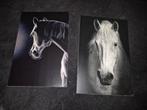 Zwart wit kaarten paard, Verzamelen, Postkaarten | Dieren, Verzenden, Paard