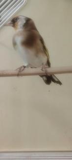 Male parva 2025 2.5, Dieren en Toebehoren, Vogels | Overige Vogels
