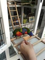 Lori van de blauwe bergen, Dieren en Toebehoren, Vogels | Parkieten en Papegaaien, Papegaai